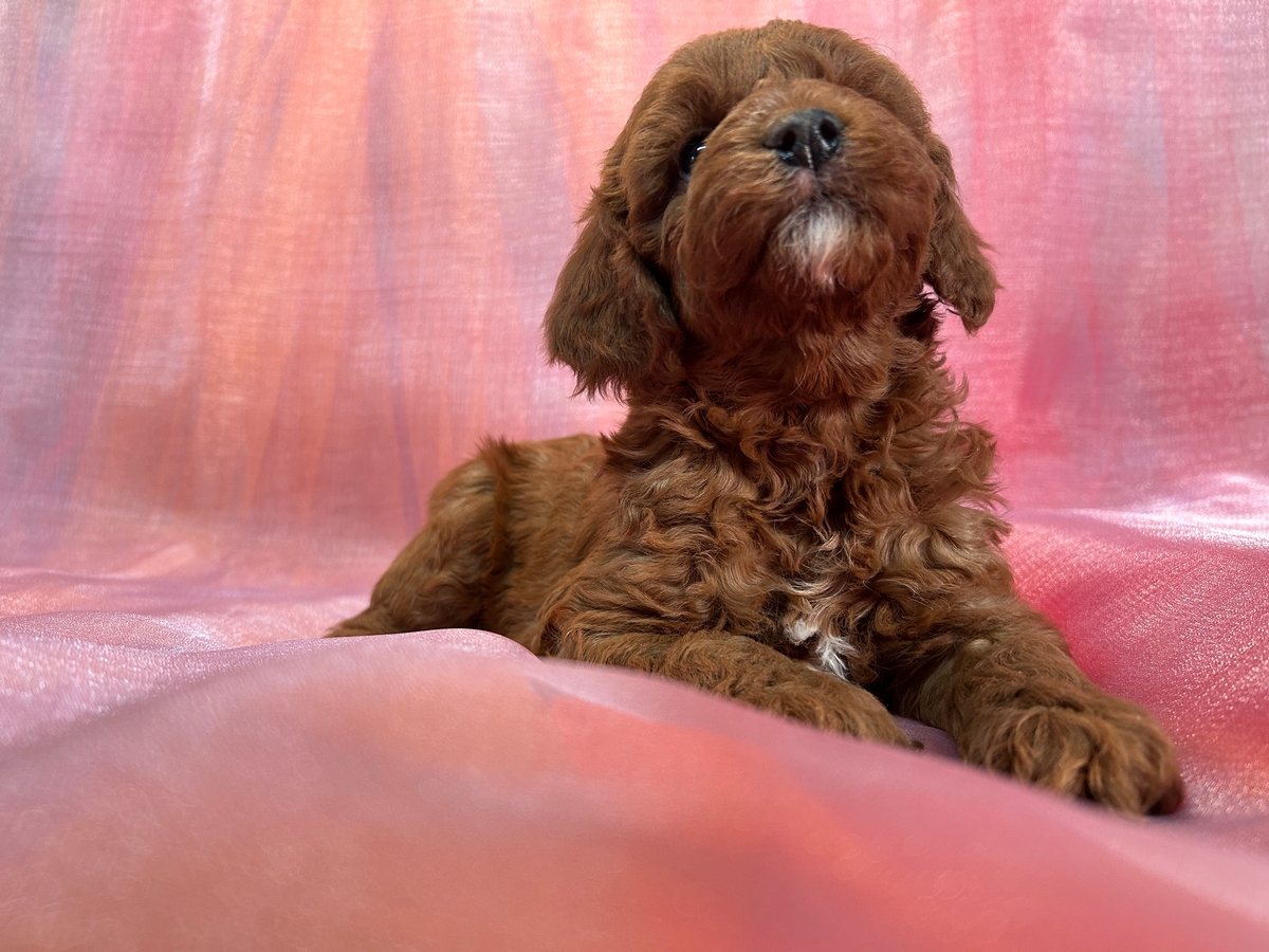 Dark Red Male Cockapoo Puppy for Sale