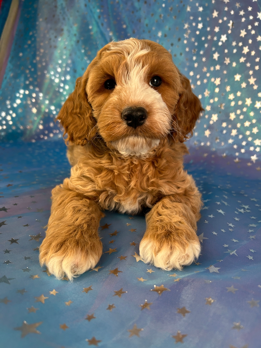 Cockapoo Puppies Ready Now in Iowa!