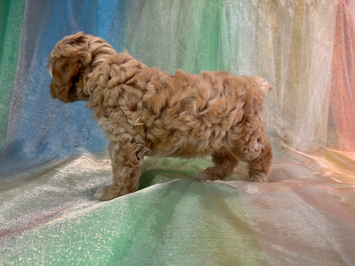 Buff Cockapoos, White Markings, Big Sale Now!