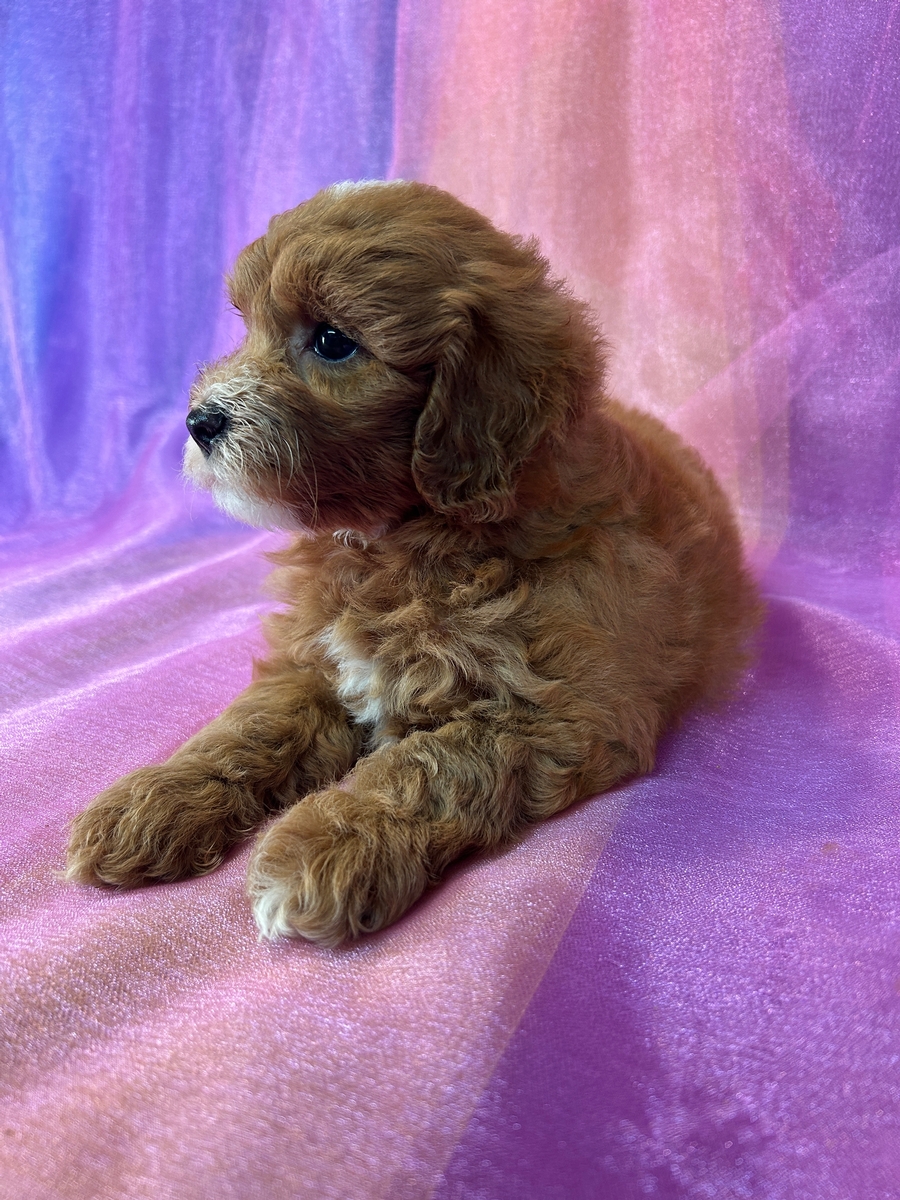 Cockapoos, Top Breeder, Puppies for Sale Now!