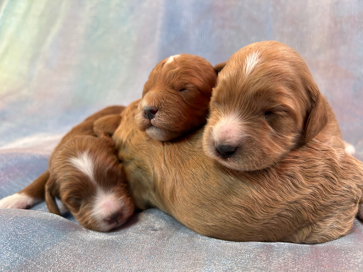 Cockapoo Puppies for Sale | Cockapoo Breeder in Iowa