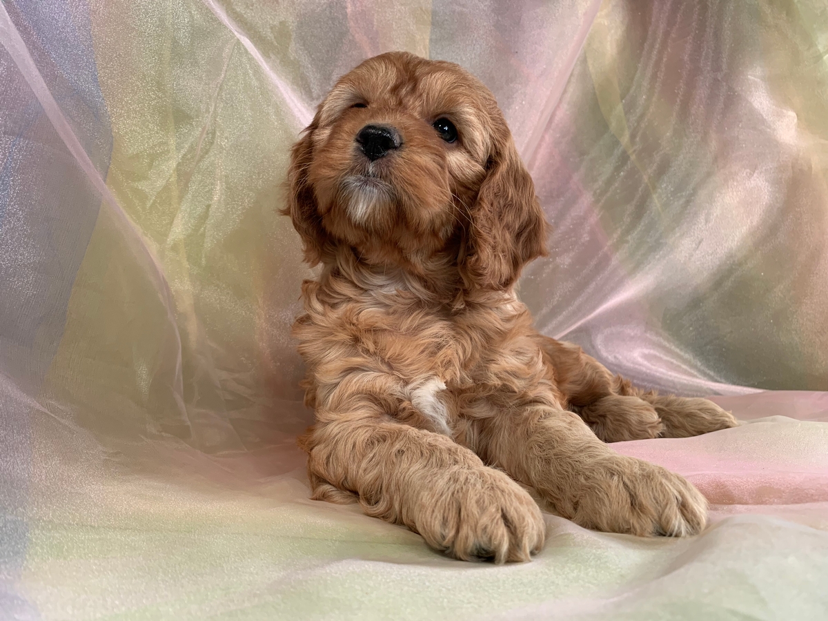 Available Now! Female and Male Cockapoo Puppies for Sale, Iowa ...
