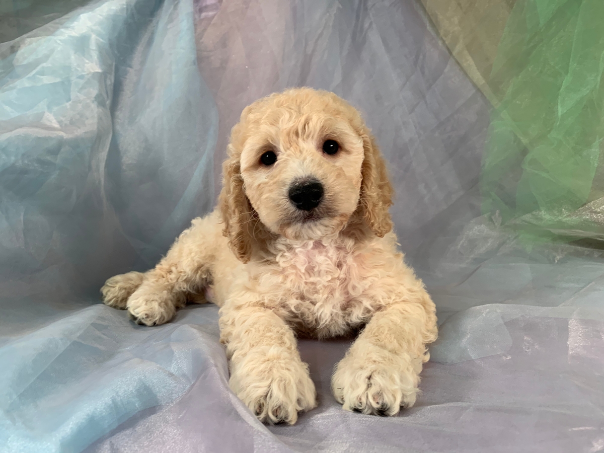 tan cockapoo puppy