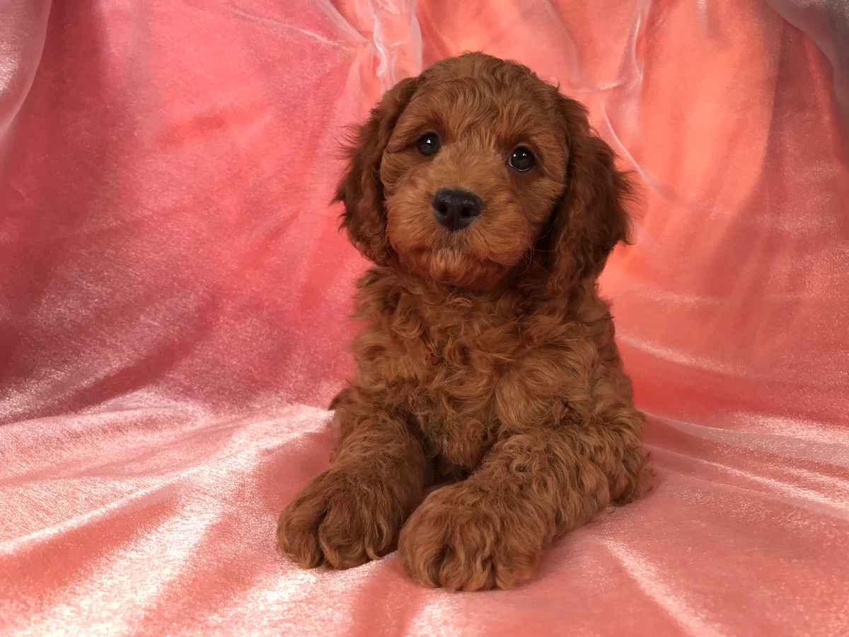 red cockapoo breeders