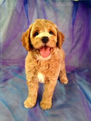 cockapoo puppies north west