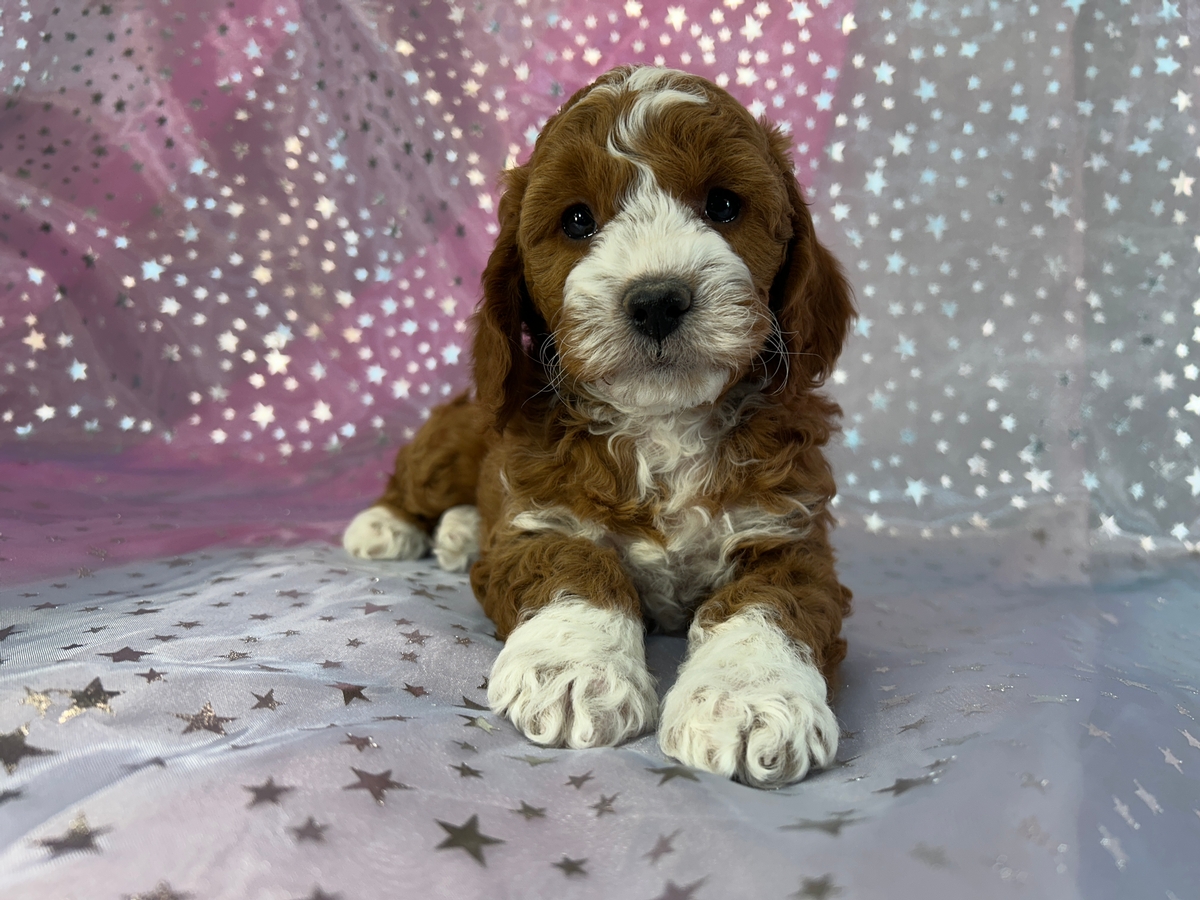 Dark Red Cockapoos with Perfect White Markings