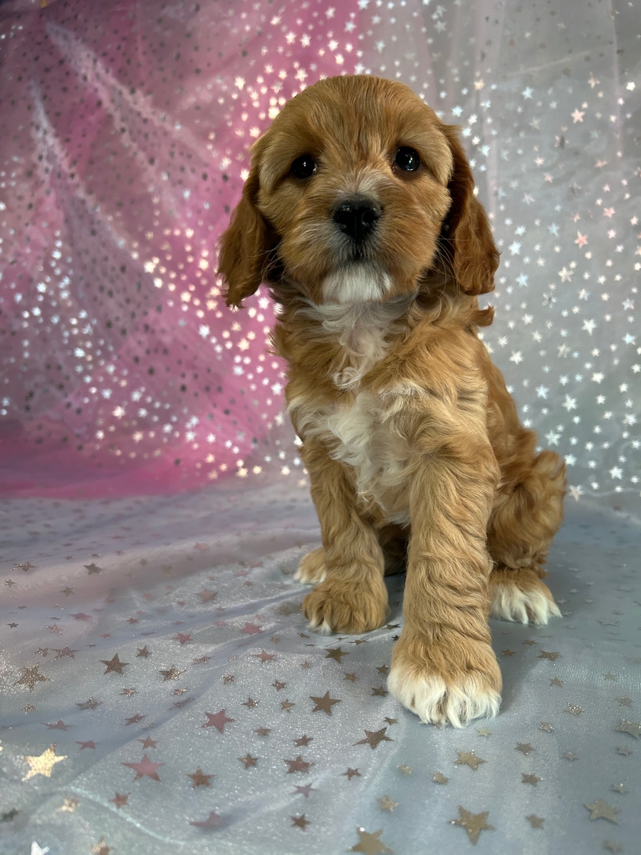 Cockapoo Puppies for Sale