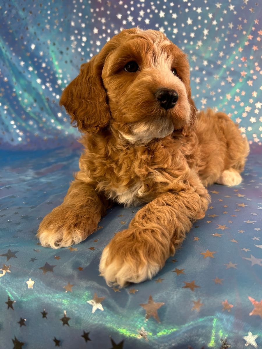 Cockapoo Puppies Ready Now in Iowa!