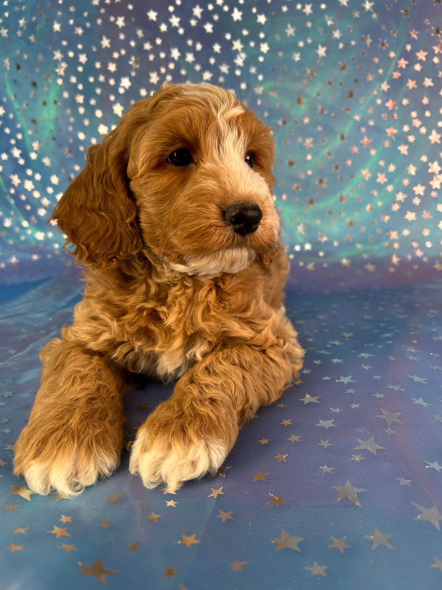 Cockapoo Puppies Ready Now in Iowa!
