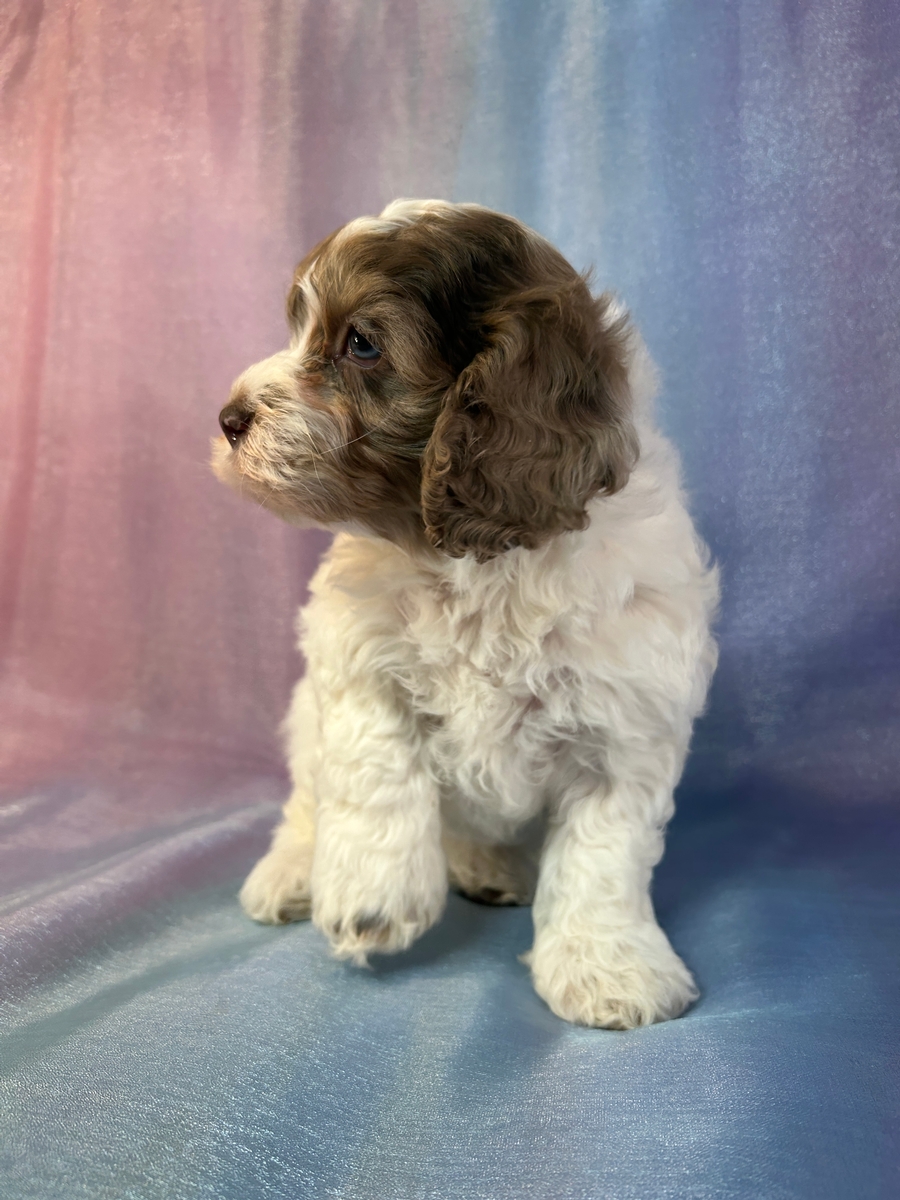Professionally Breeding Cockapoo Puppies Over Thirty Years!