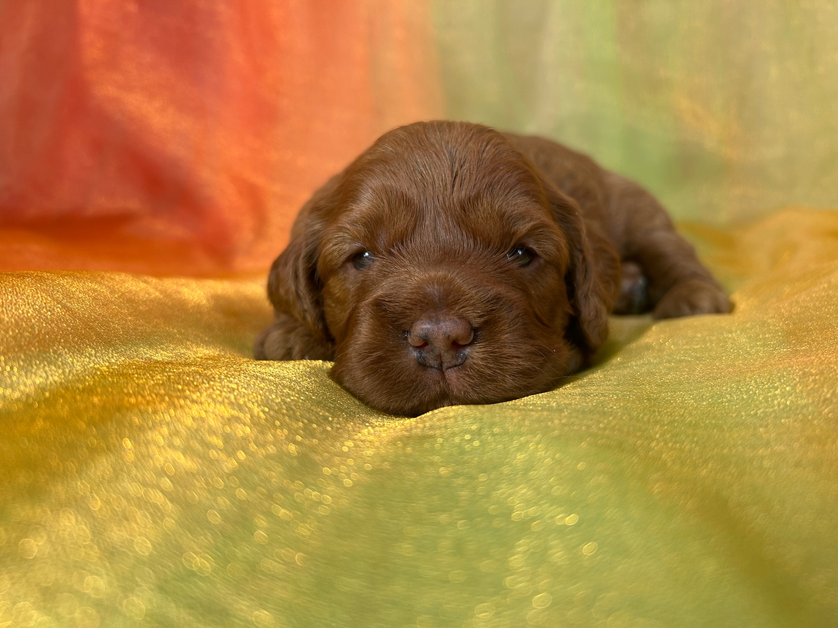 Dark Red F1 Cockapoo Litter Ready Now!