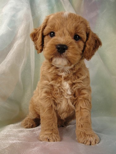 small cockapoo puppies for sale