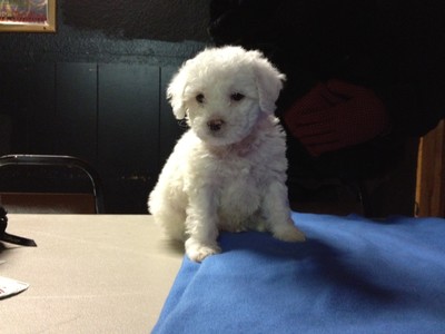 cockapoo puppies ready for christmas