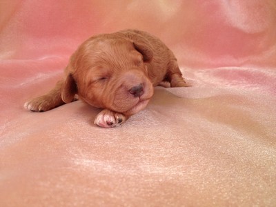 Breeder Of Dark Red Cockapoo Puppies Cockapoos For Sale Breeding Cockapoos South Of Albert Lea Minnesota