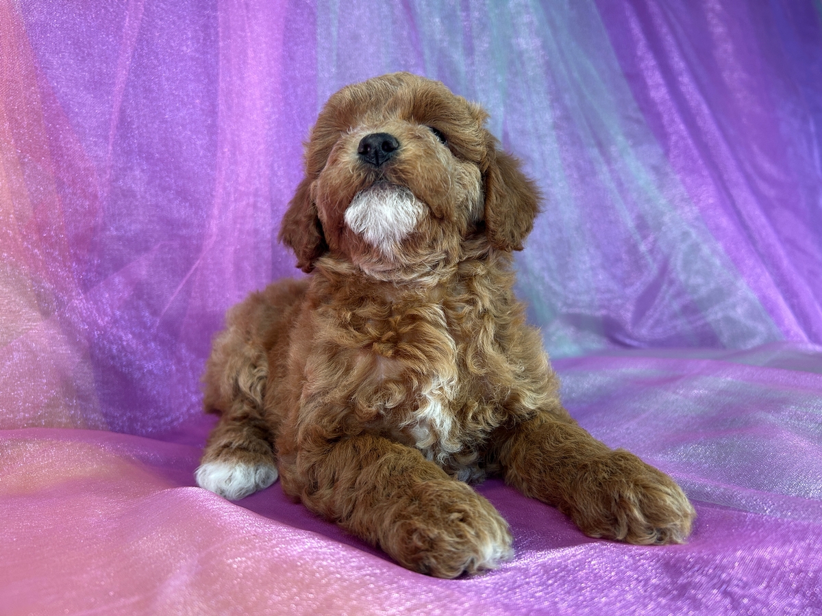 Cockapoos, Best USA Breeder, Puppies for Sale Now!