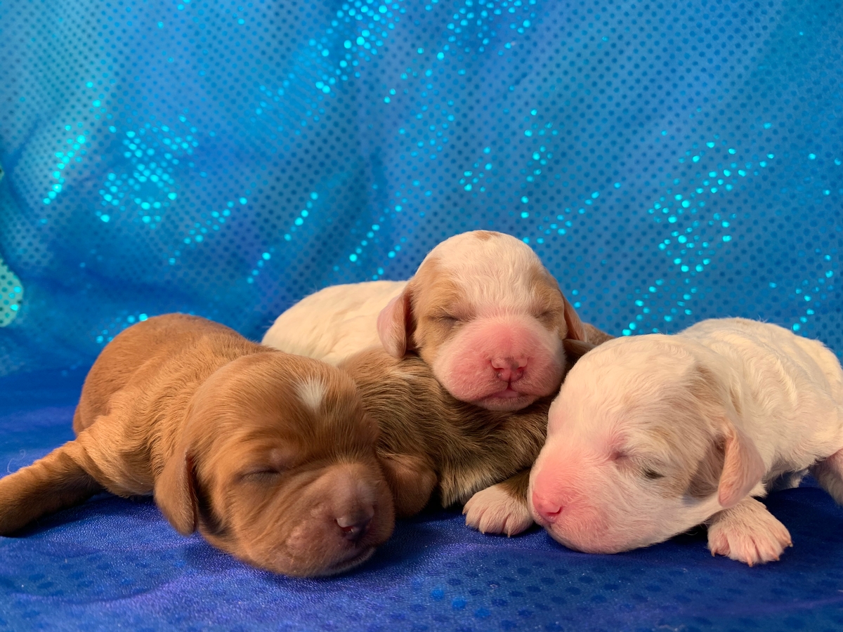 Iowa's Top Dog Breeder Has Announced Available Cockapoo Puppies In Their 3-17-2020 Litter!
