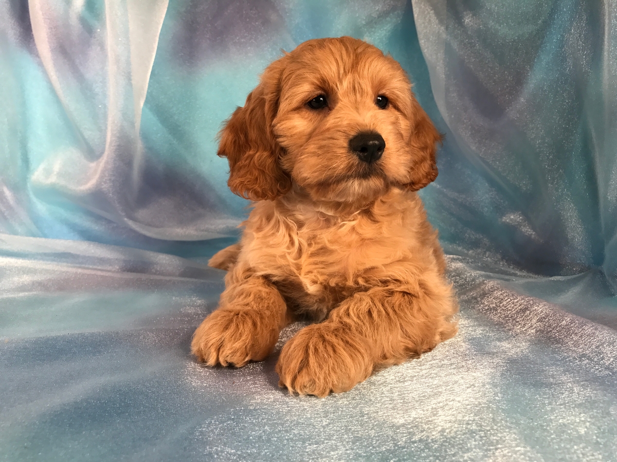 Male Cockapoo Born 7/28/2018 $975