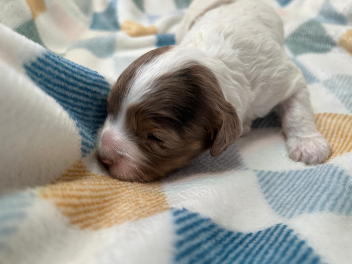 Professionally Breeding Cockapoo Puppies Over Thirty Years!