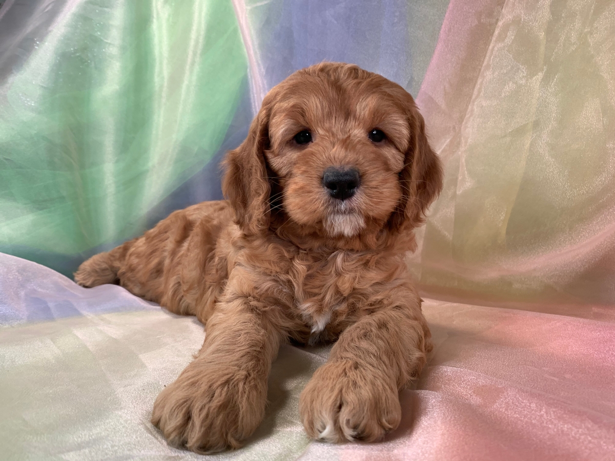 Male Buff to Red F1 Cockapoo Puppy for Sale, DOB 12-15-2021, $1200
