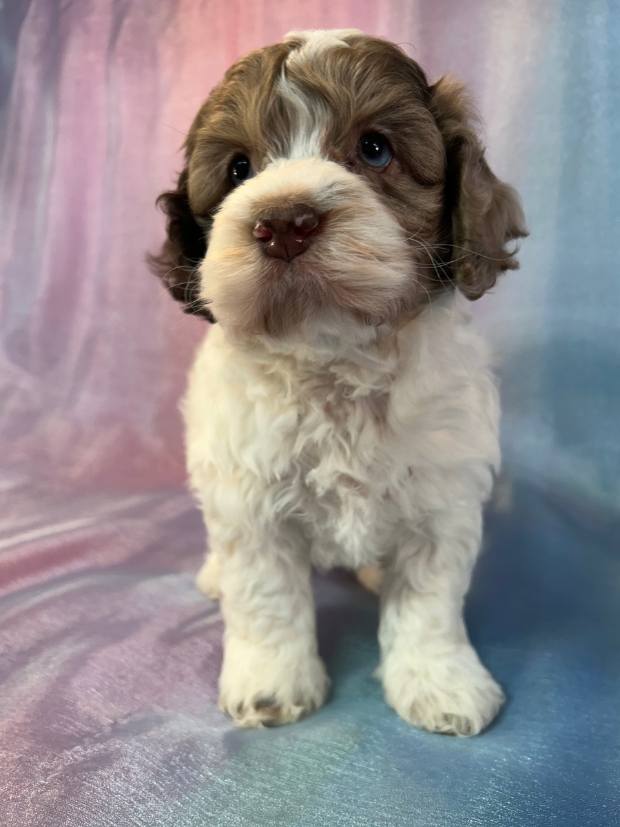 Professionally Breeding Cockapoo Puppies Over Thirty Years!