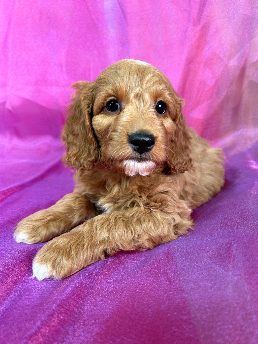 New Lower Price!!  Male Cockapoo Puppy for Sale DOB 10-2-2024 $600