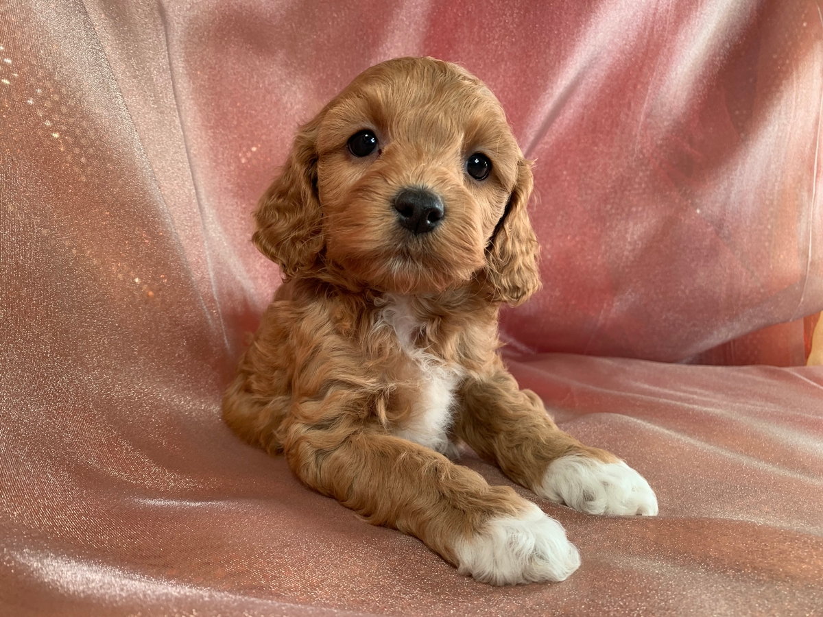 Male F1 Cockapoo Puppy DOB 2021-10-25 $1200 
