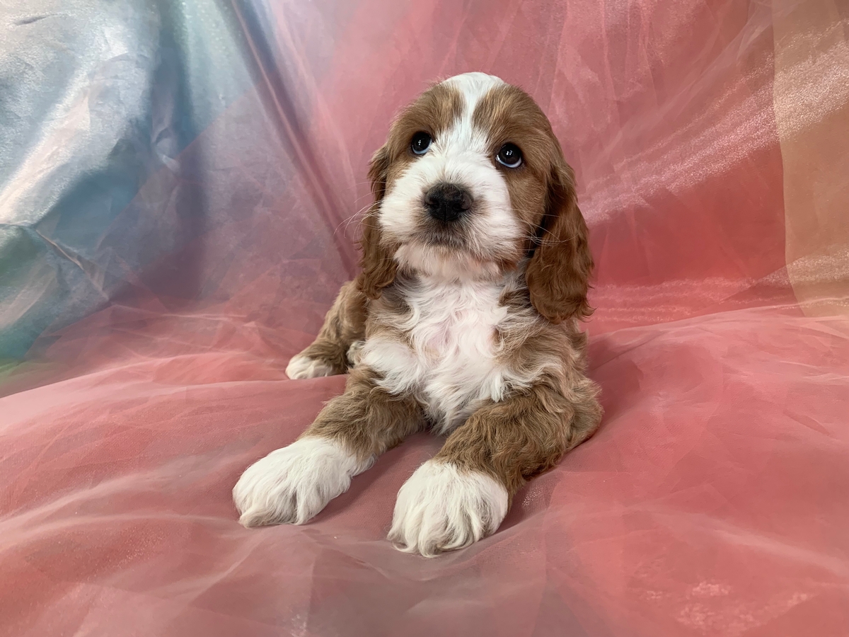 Male Cockapoo Pup with Four White Socks, and Blaze for Sale, $1200
