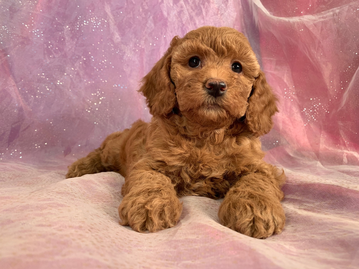 Female Cockapoo Puppy For Sale, Red DOB 10-26-2019 $975