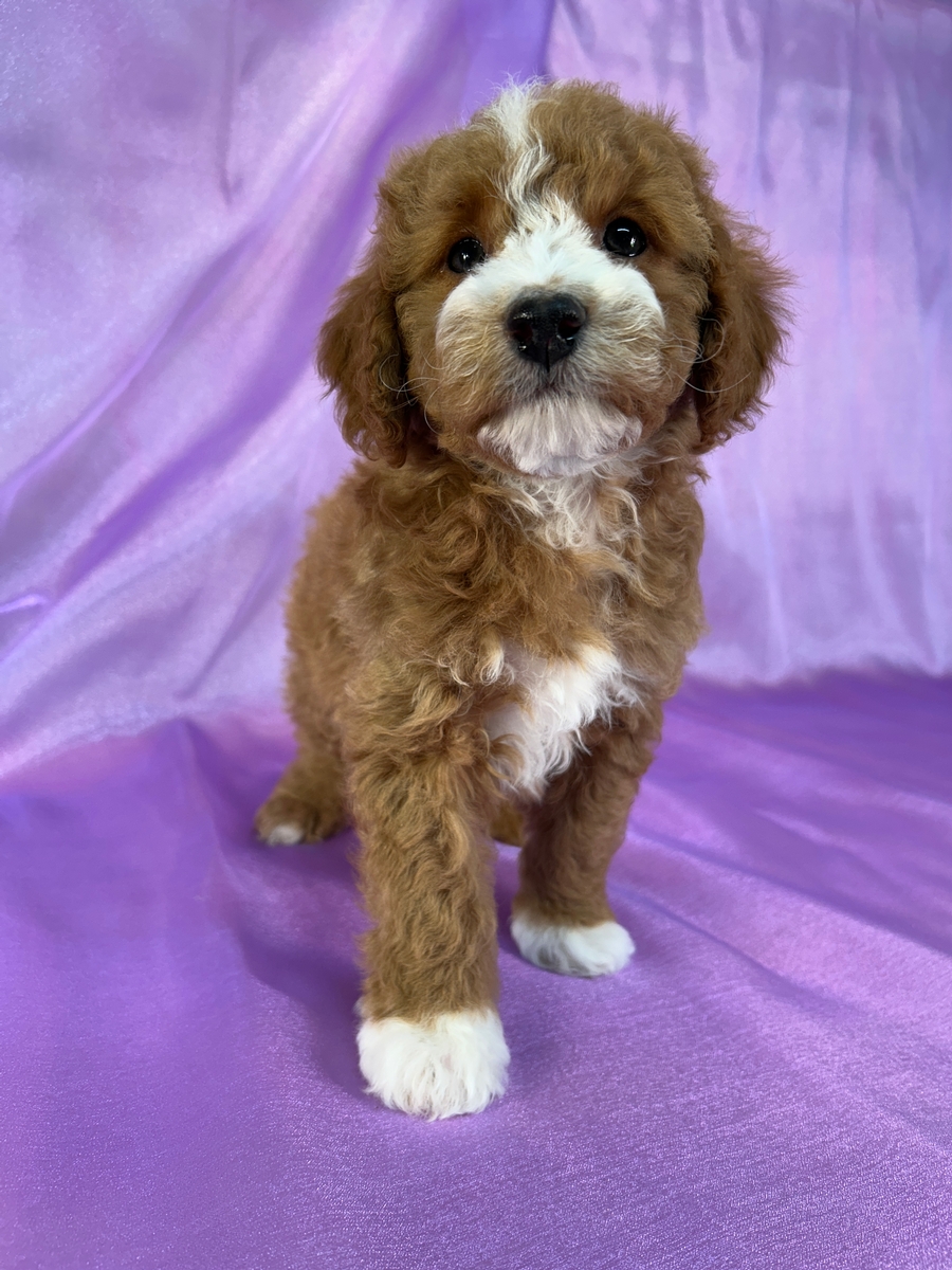 Male Cockapoo Puppies for Sale