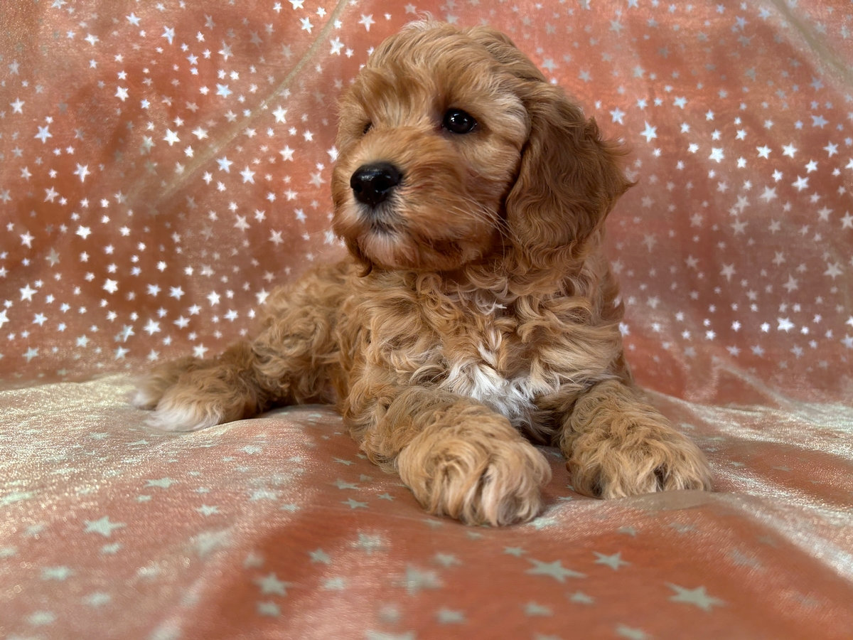 Cockapoo Puppies for Sale | Cockapoo Breeder in Iowa