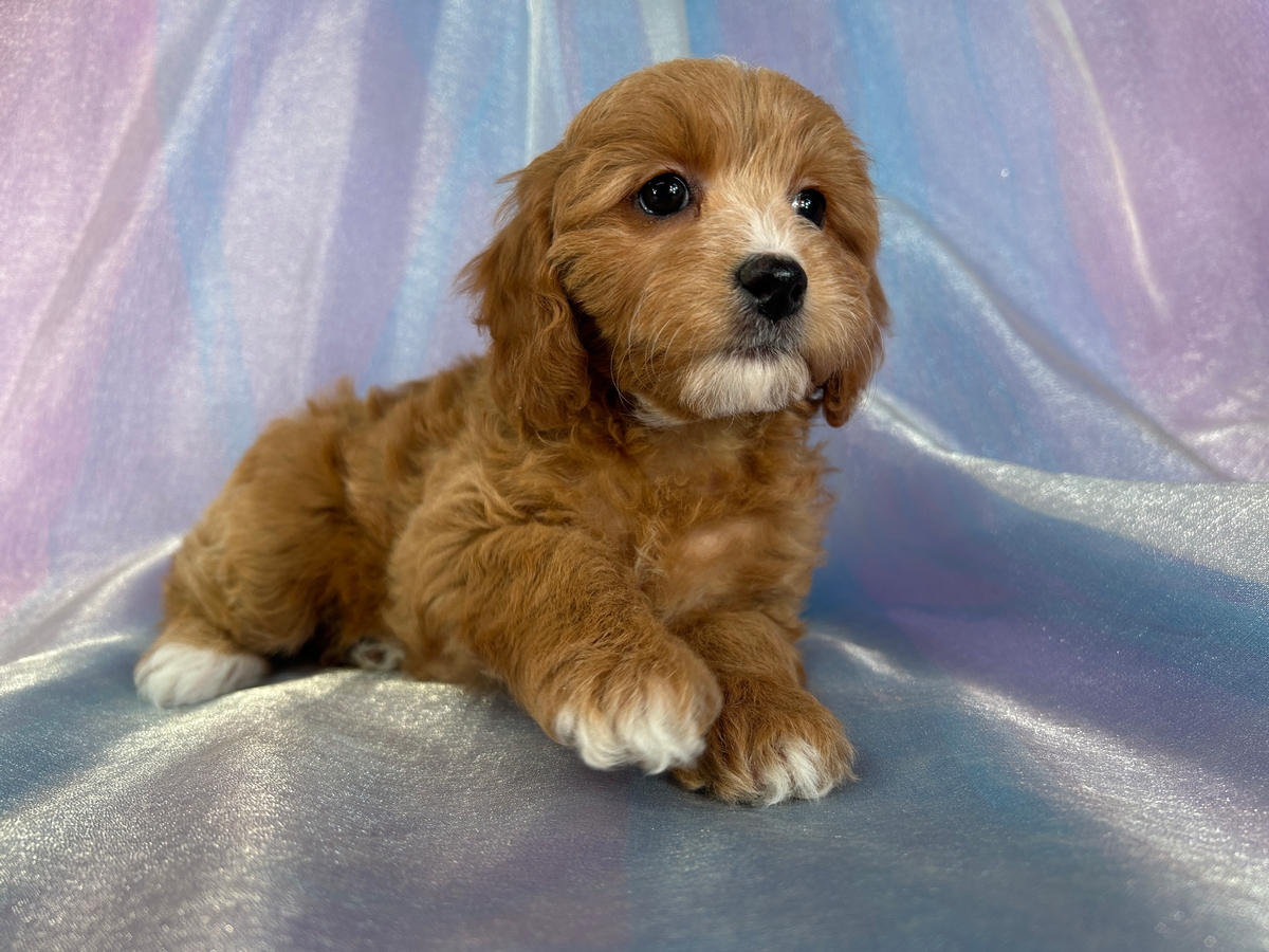 F1b Cockapoo Puppies for Sale Now!