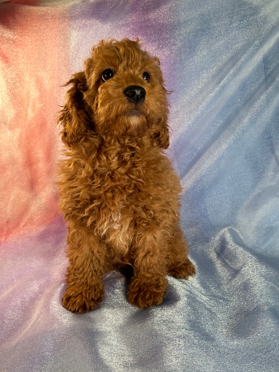 Dark Red Male Cockapoo Puppy for Sale DOB 10-23-2022, $1200