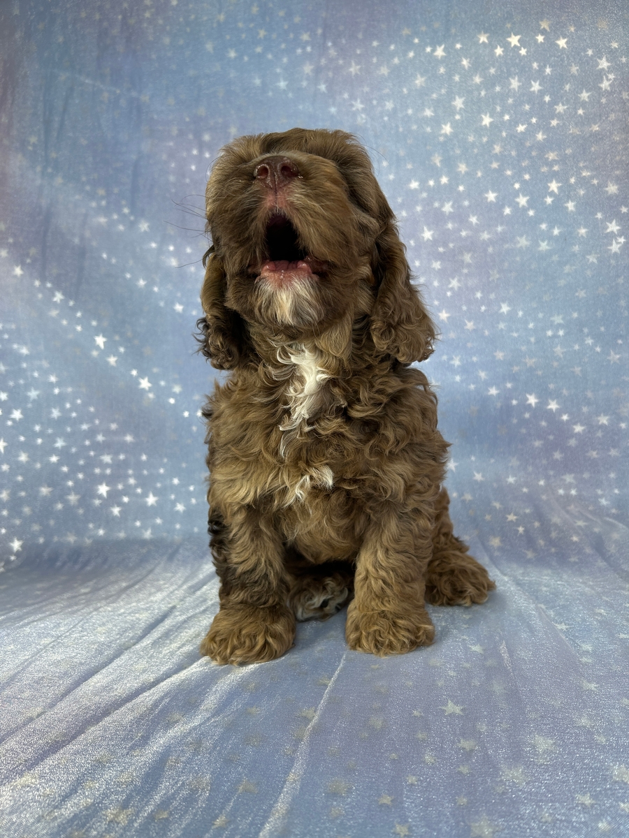 Minnesota and Iowa Cockapoo Puppies Ready Now!