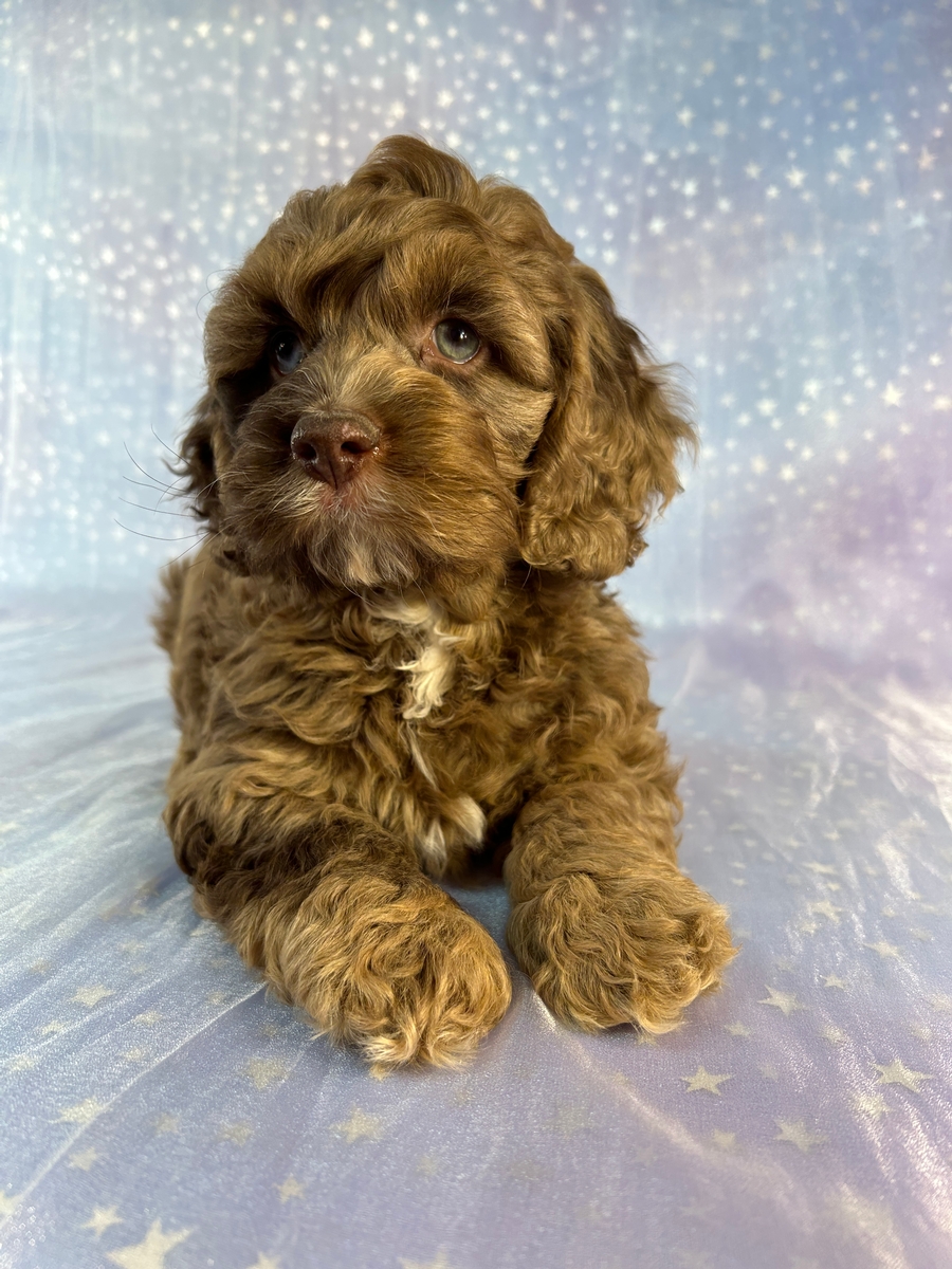 Minnesota and Iowa Cockapoo Puppies Ready Now!