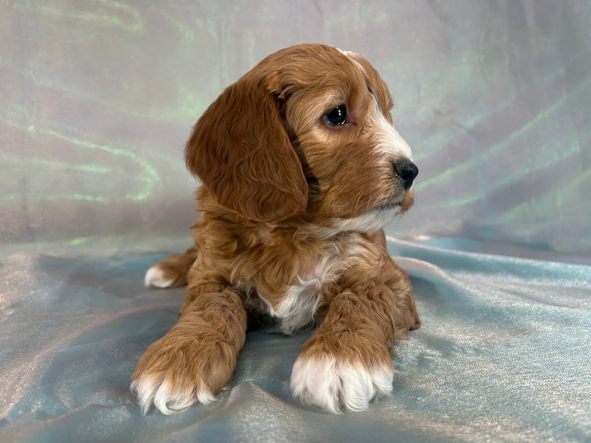 Cockapoo Puppies for Sale