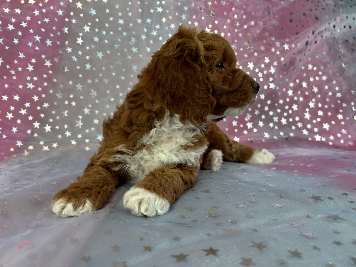 Dark Red Cockapoos with White Markings Ready Now!