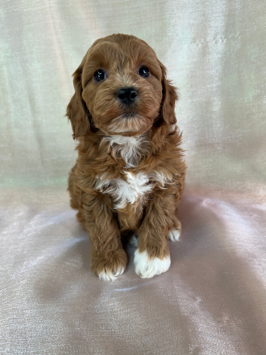 F1b Cockapoo Puppies for Sale
