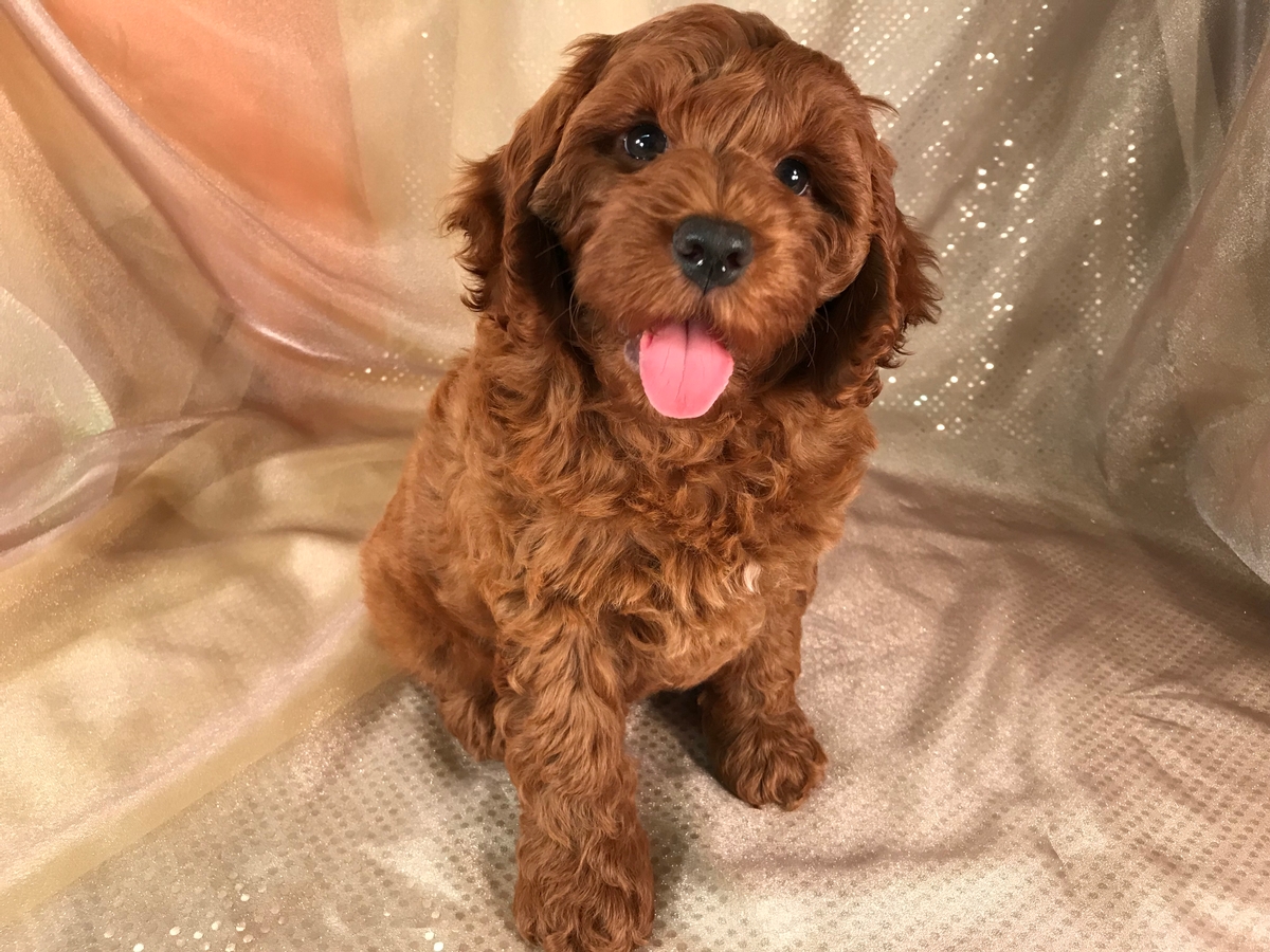 red cockapoo breeders