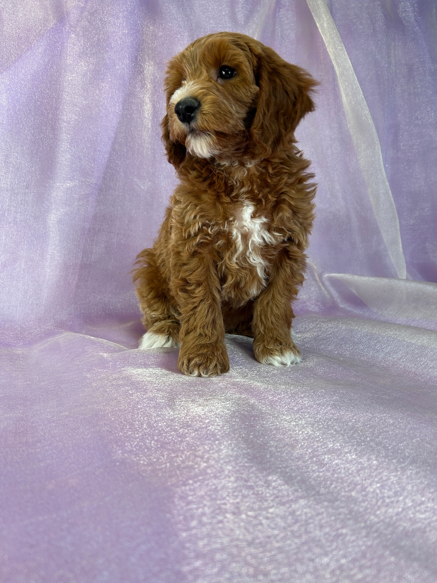 Dark Red Cockapoo Puppy for Sale