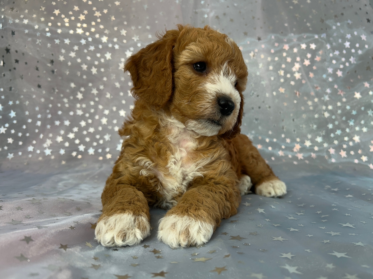 Joice Iowa, Cockapoo Puppies for Sale, Puppies Ready