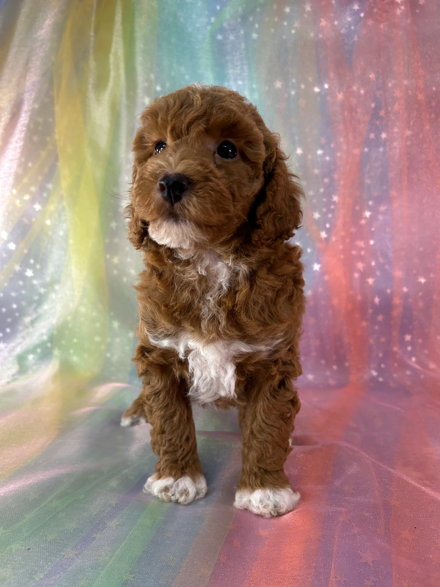 Female Dark Red Bichon Poo with White Markings for Sale DOB 5-1-2026 $950