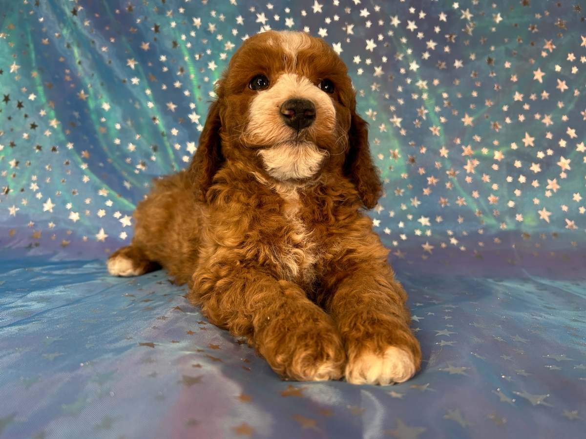 Top Cockapoo Breeder, Puppies $950, Shipping $300.
