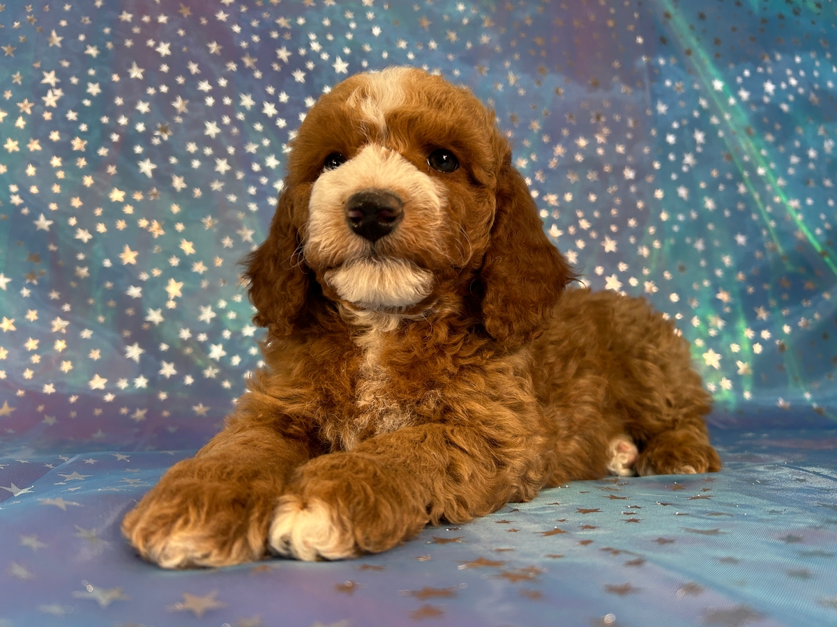Top Cockapoo Breeder, Puppies $950, Shipping $300.