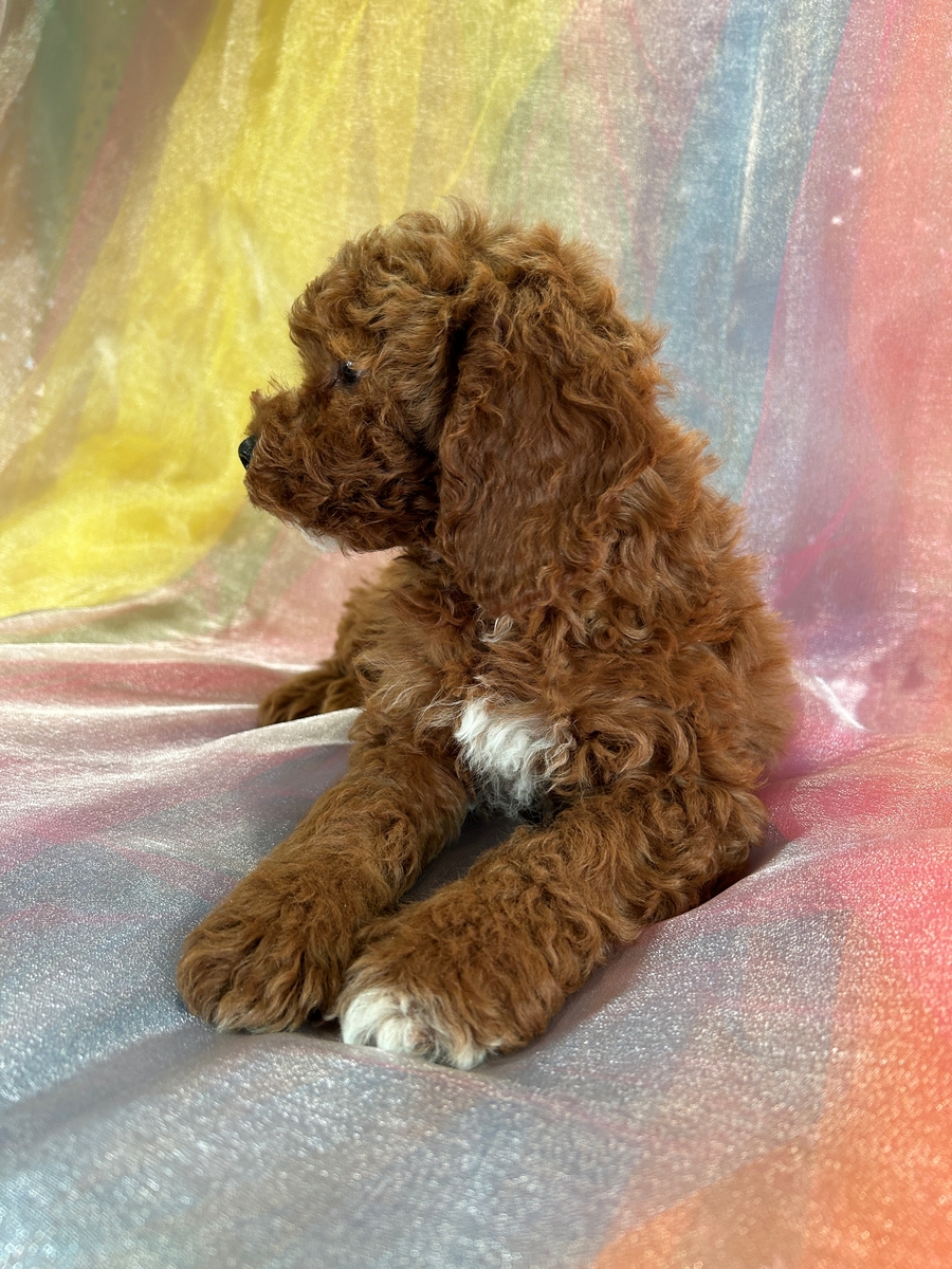 Cockapoo Puppies Ready in Iowa and Minnesota