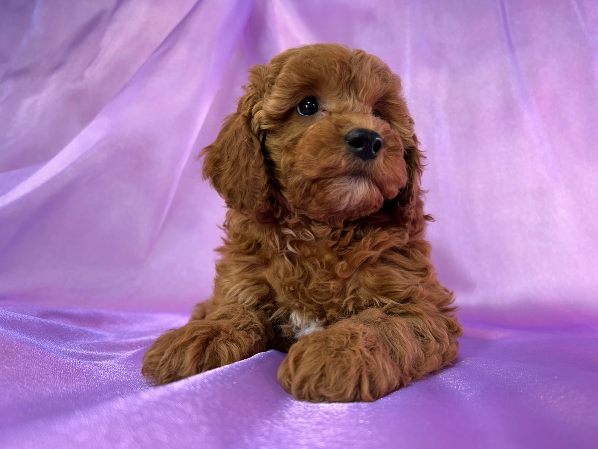 Dark Red F1b Female Cockapoo Puppy for Sale in Iowa