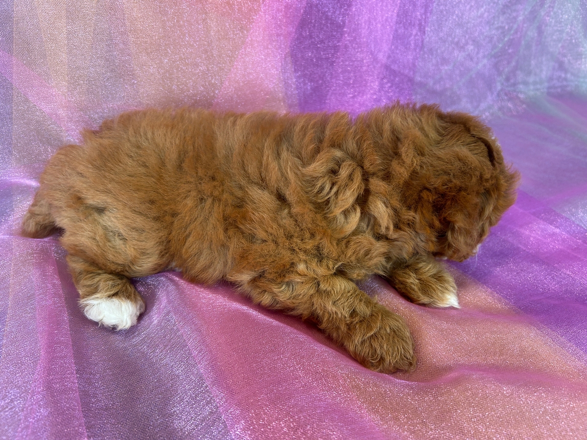 Cockapoos, Top Breeder, Puppies for Sale Now!