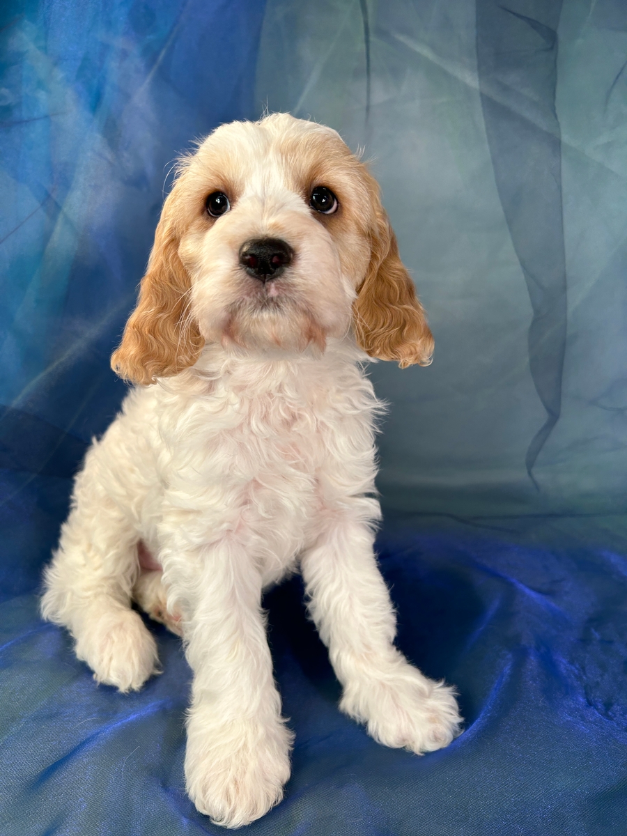 Puppies for sale at Purebred Pups