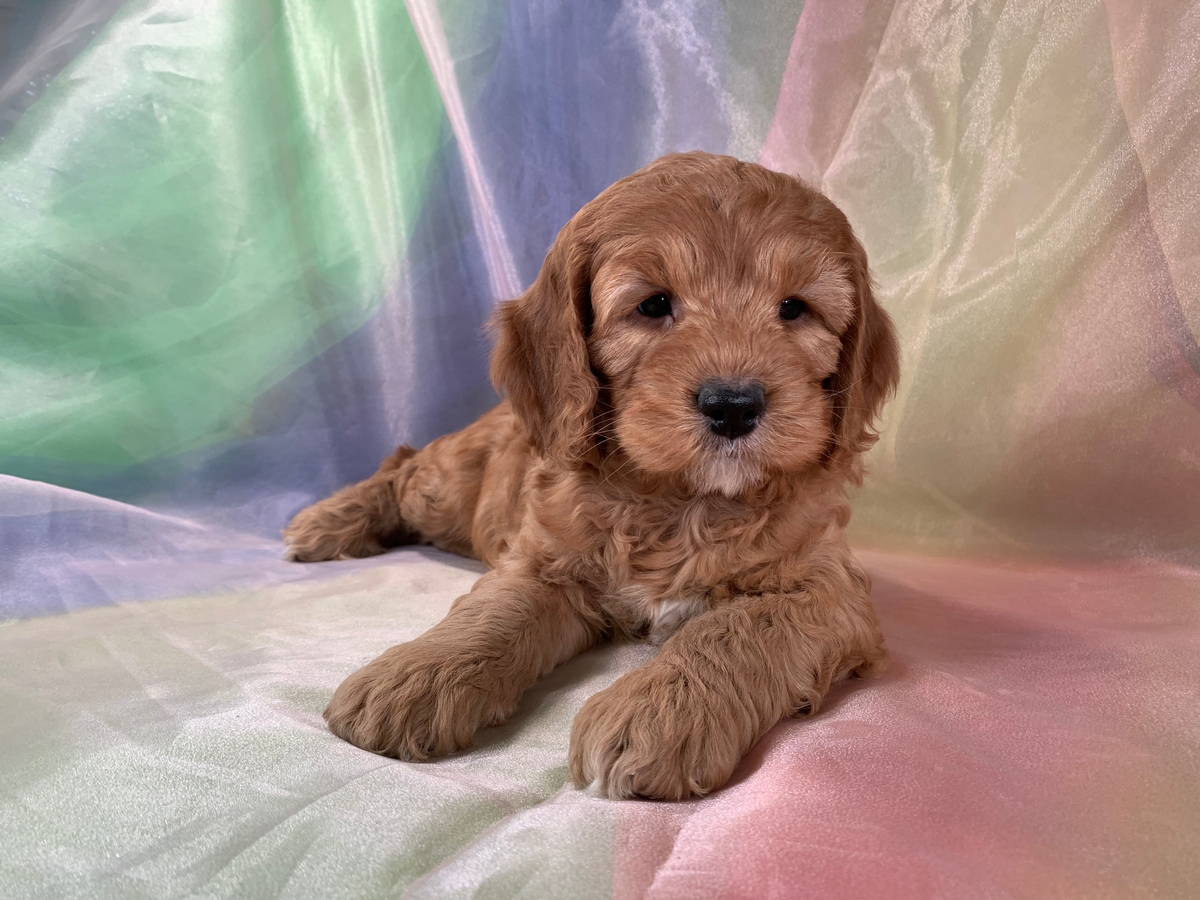 Dark Buff Cockapoos for Sale, Iowa Puppies for Sale, $1200