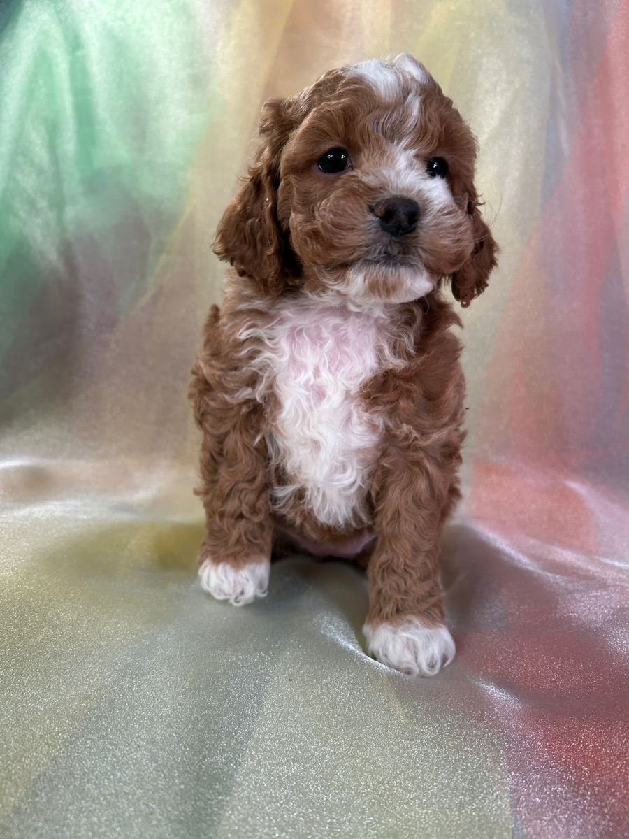 Professionally Bred Cockapoos, Red F1 Puppies with White Available!