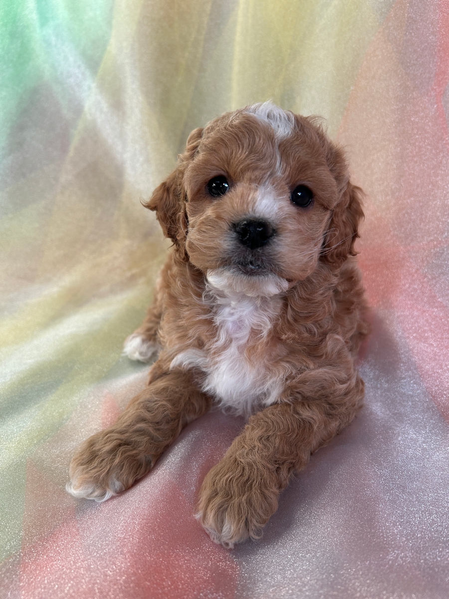 F1 Female Cockapoo Puppy for Sale DOB 10-28-2023 $1200